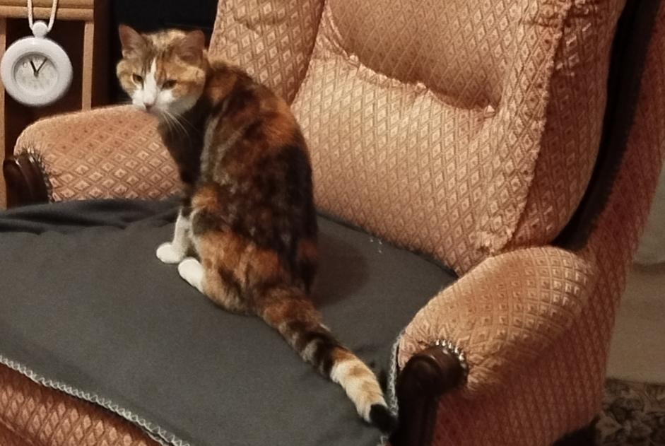 Alerta de Desaparición Gato cruce  Hembra , 10 años Moulins Francia